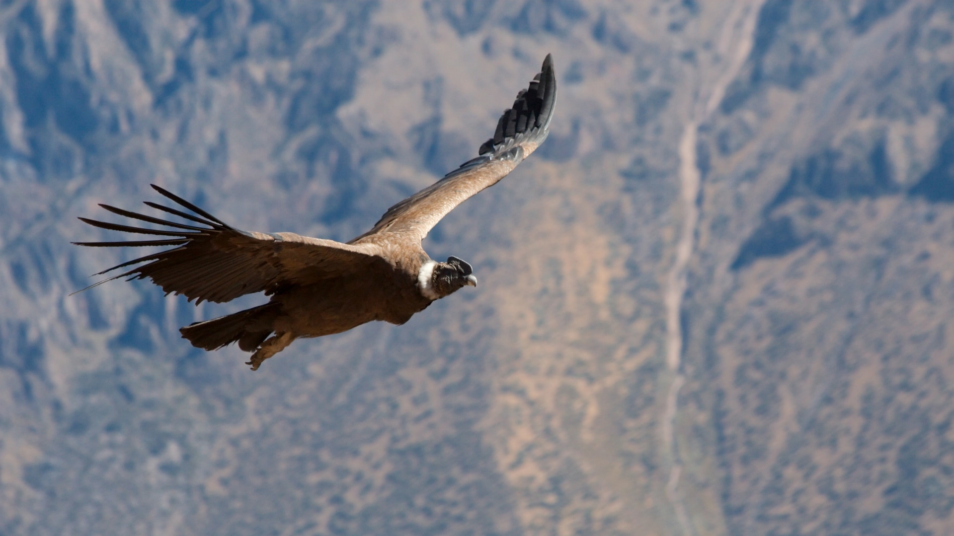 Die vielfältige Welt der Inkas